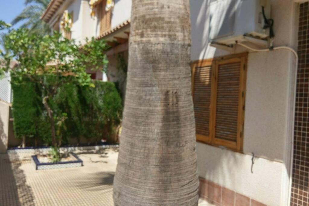 La Casa De La Palmera Διαμέρισμα Τορεβιέχα Εξωτερικό φωτογραφία